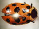 <i>Hippodamia tredecimpunctata</i> Species of beetle