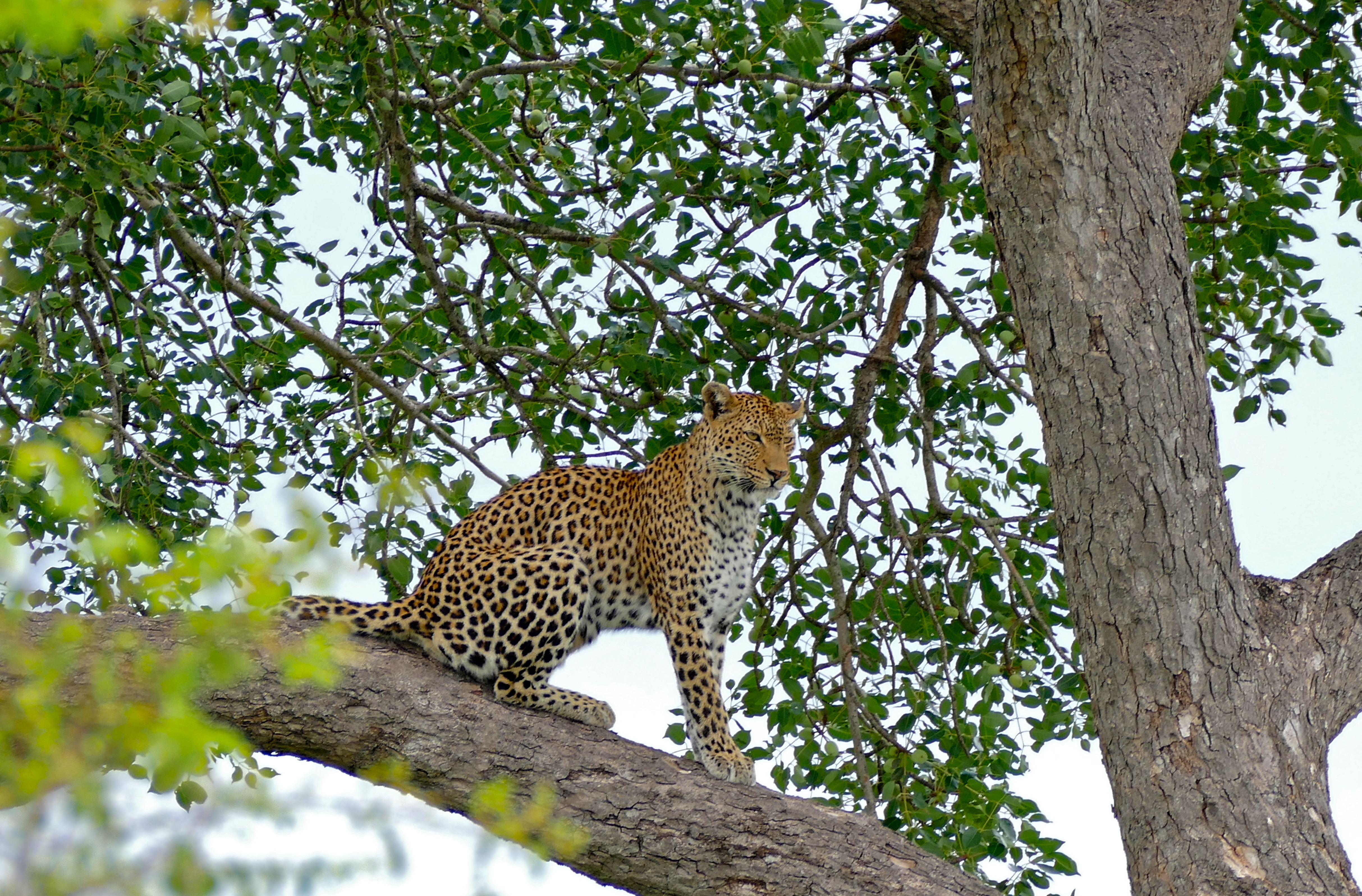 Leopard (Panthera pardus) female in a tree (16271734587).jpg