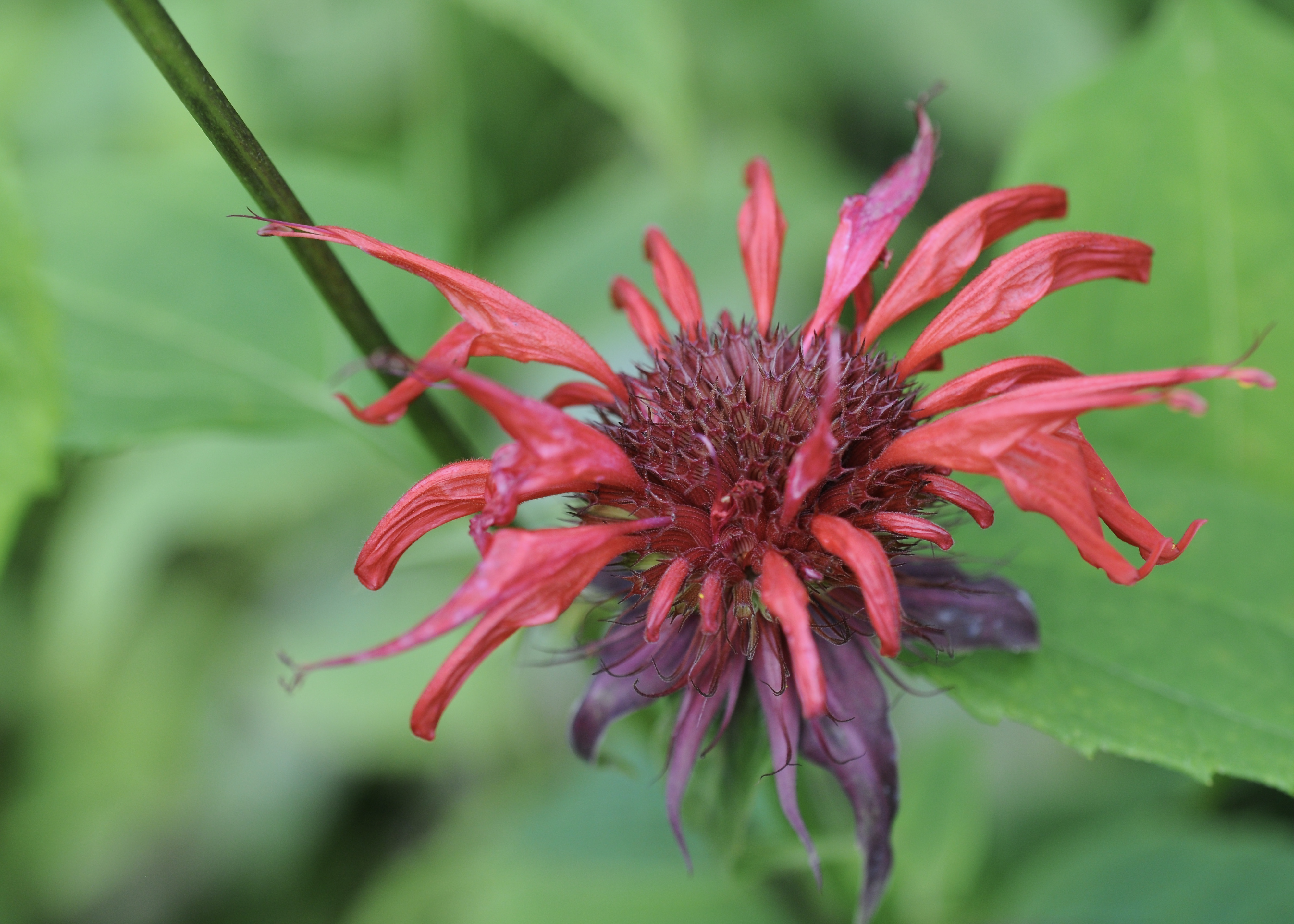 Монарда. Monarda Didyma. Монарда белая. Монарда Шнеевитхен.