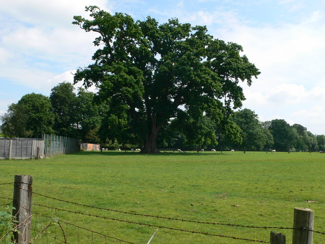 File:Oak tree, Allensmore - geograph.org.uk - 834353.jpg