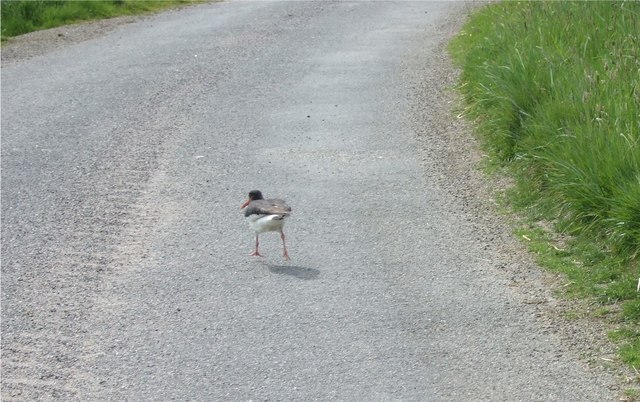 File:Oystercatcher distraction display - geograph.org.uk - 468499.jpg