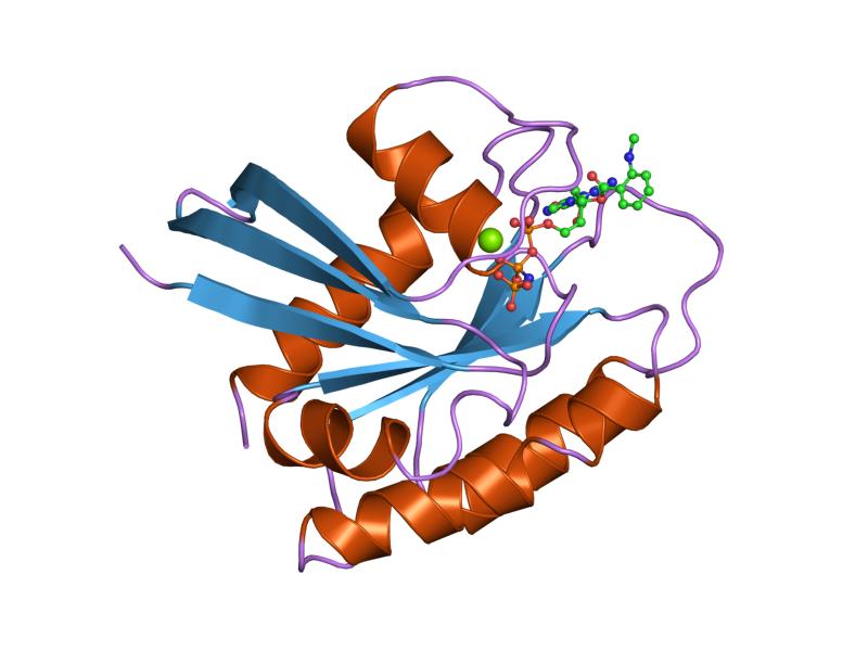 File:PDB 1gnp EBI.jpg