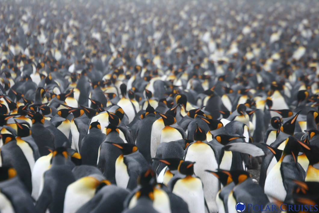 Penguin crowd.jpg