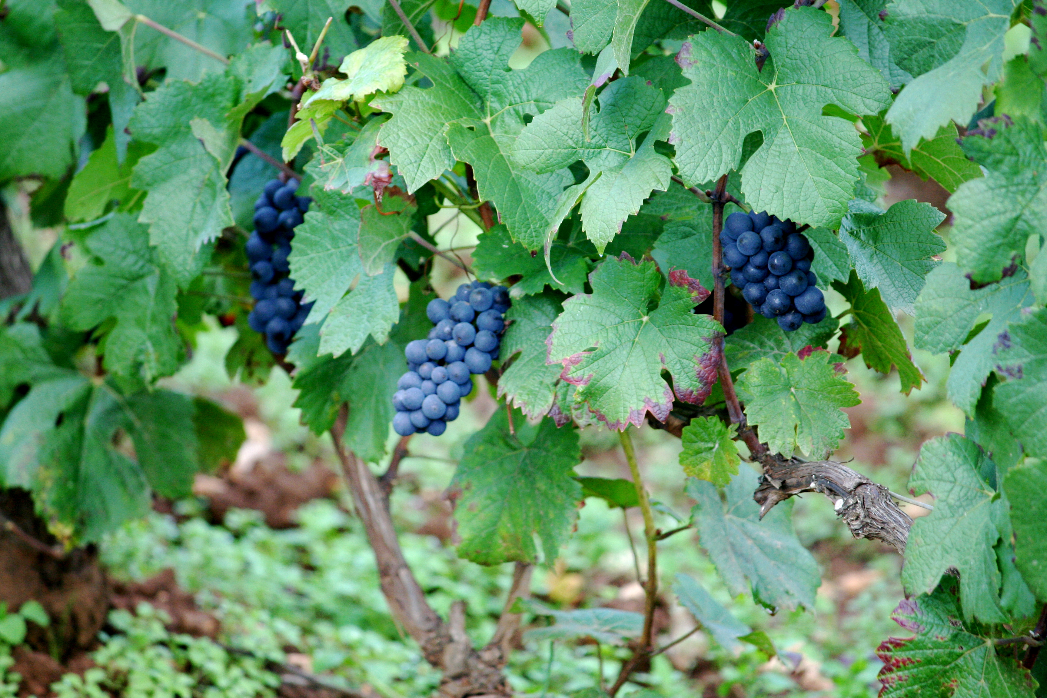 Виноградный лист Пино Нуар осенью