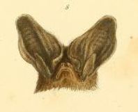 <span class="mw-page-title-main">Tropical big-eared brown bat</span> Species of bat