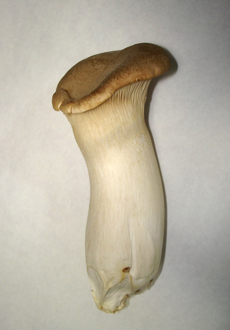 Pleurotus eryngii.jpg