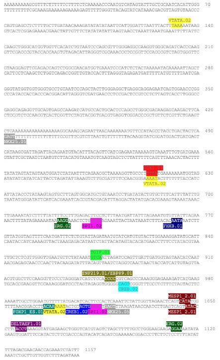 Diagram of the C1orf185 with transcription factor binding sites annotated. Promoter anno.png