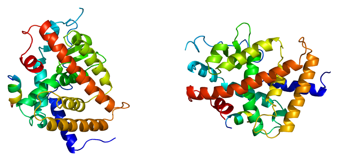 Thyroid hormone receptor beta - Wikipedia