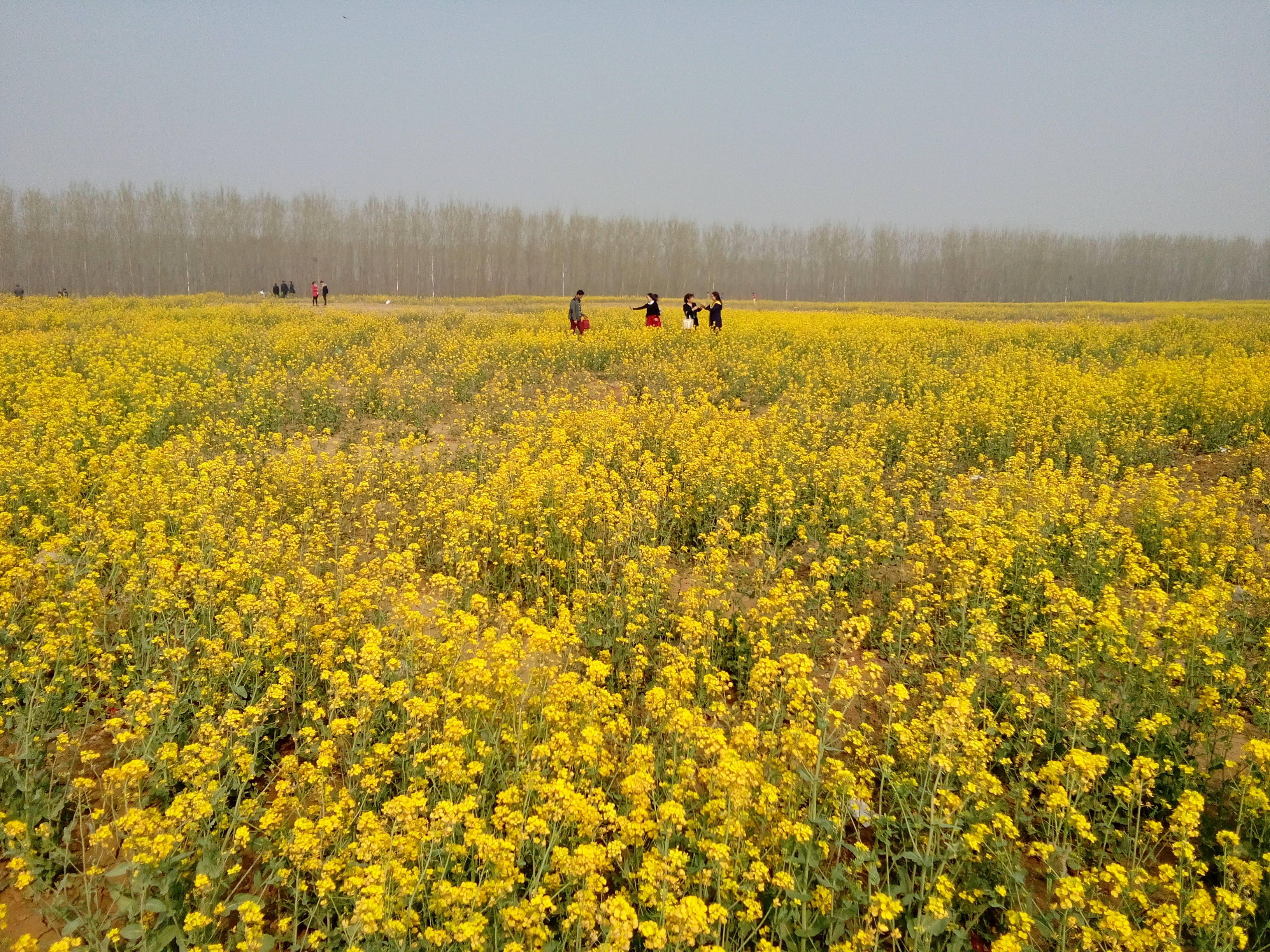 Rape_flowers_in_Beihu_Park_2.jpg