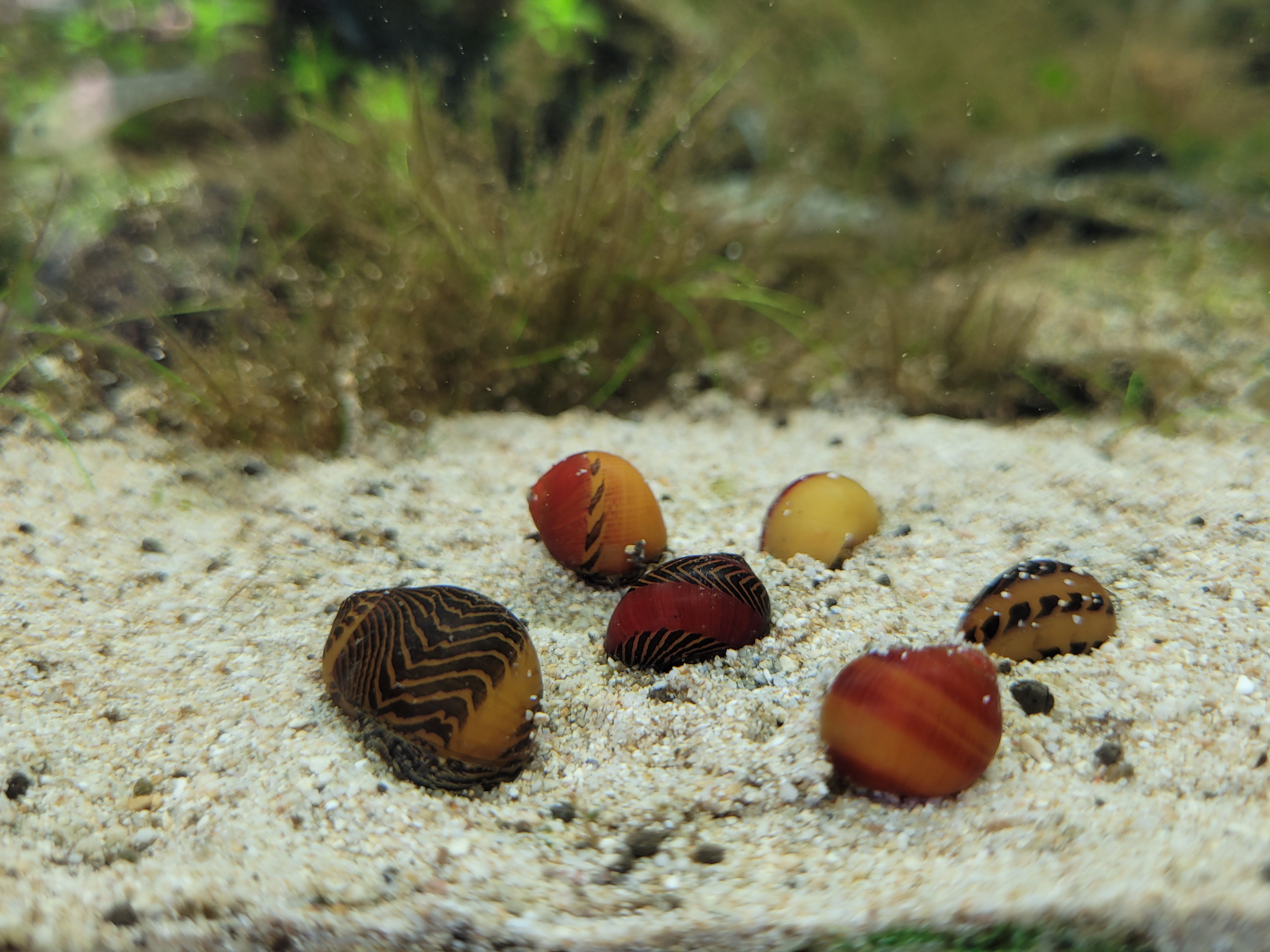 Red Racer Nerite Snails - Neritina vittina waigiensis