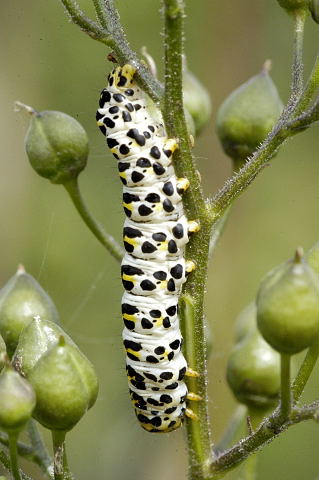 Shargacucullia.scrophulariae.caterpillar