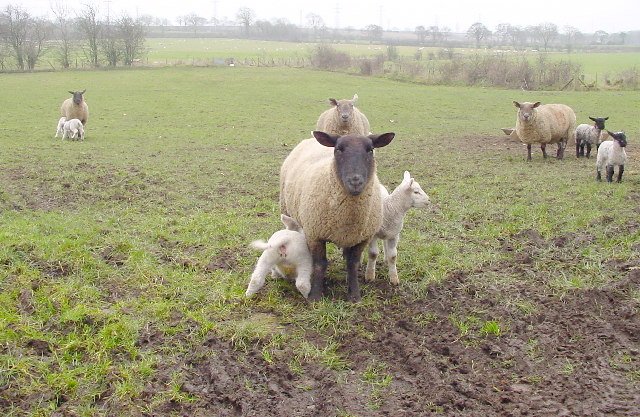 File:Sheep and Lambs, Little Orton - geograph.org.uk - 118154.jpg