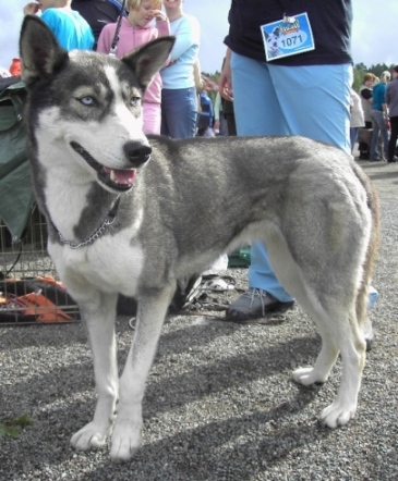 File:Siberian Husky Grey-White 3.jpg