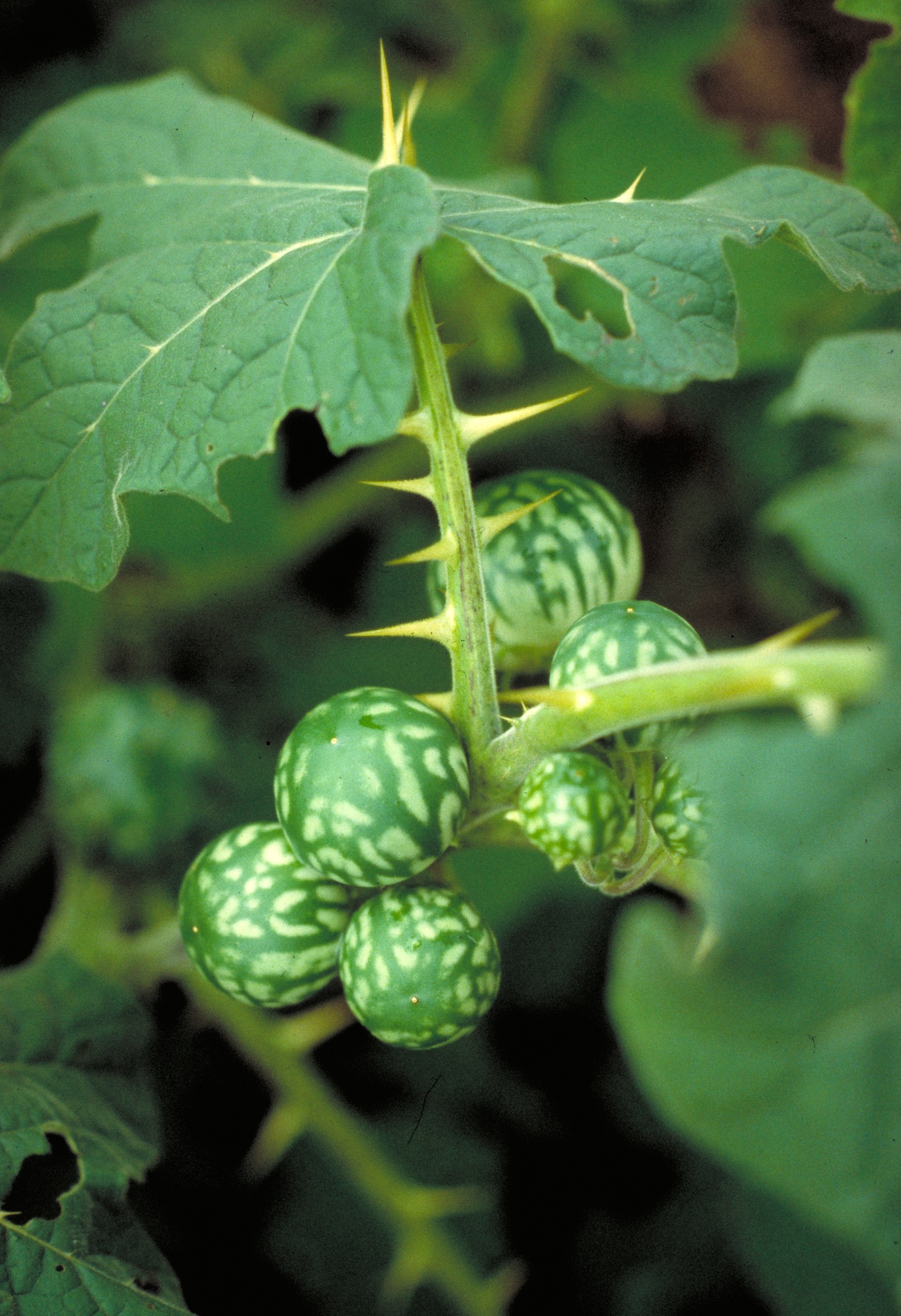 Joá-bravo (Solanum sisymbriifolium) - PictureThis