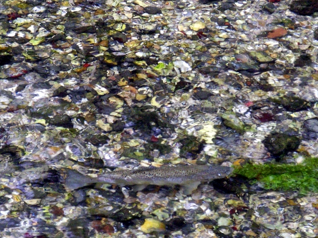 File:Spot the trout - geograph.org.uk - 243843.jpg