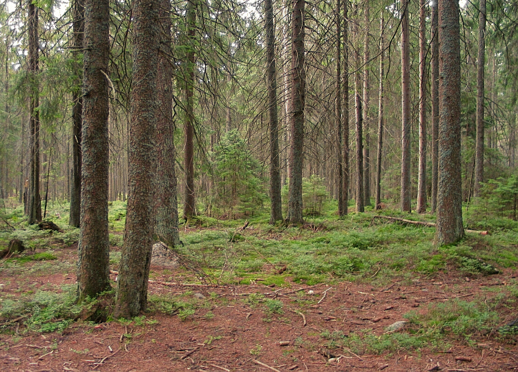 File:Spruce forest in Poland crop.jpg