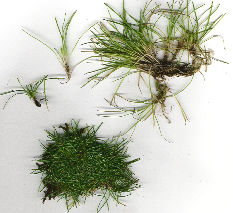 Eleocharis radicans httpsuploadwikimediaorgwikipediacommonsaa