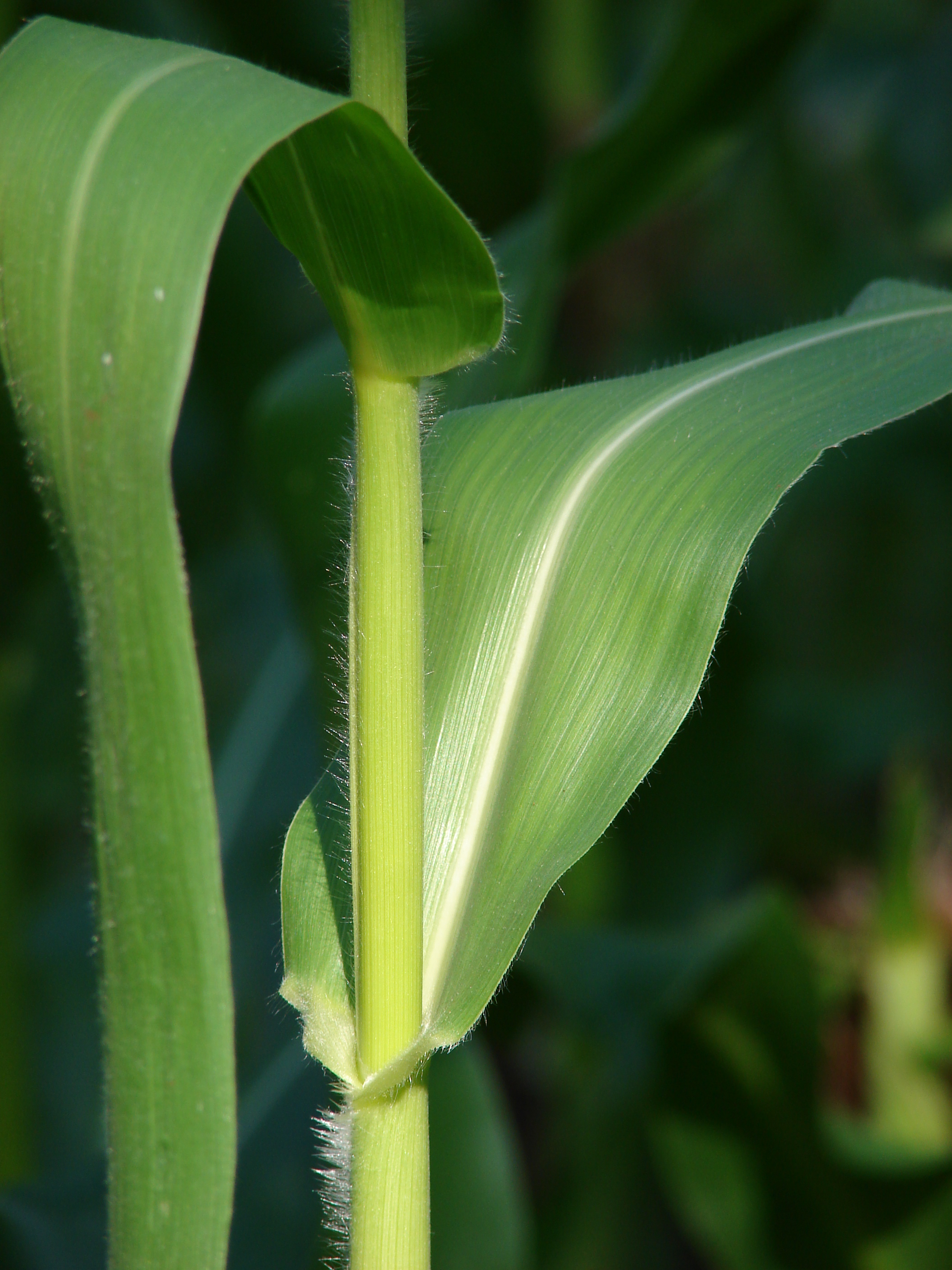 Трава ра. Zea Mays кукуруза обыкновенная. Zea растение. Растения Zea Mays лист. May-Mia.