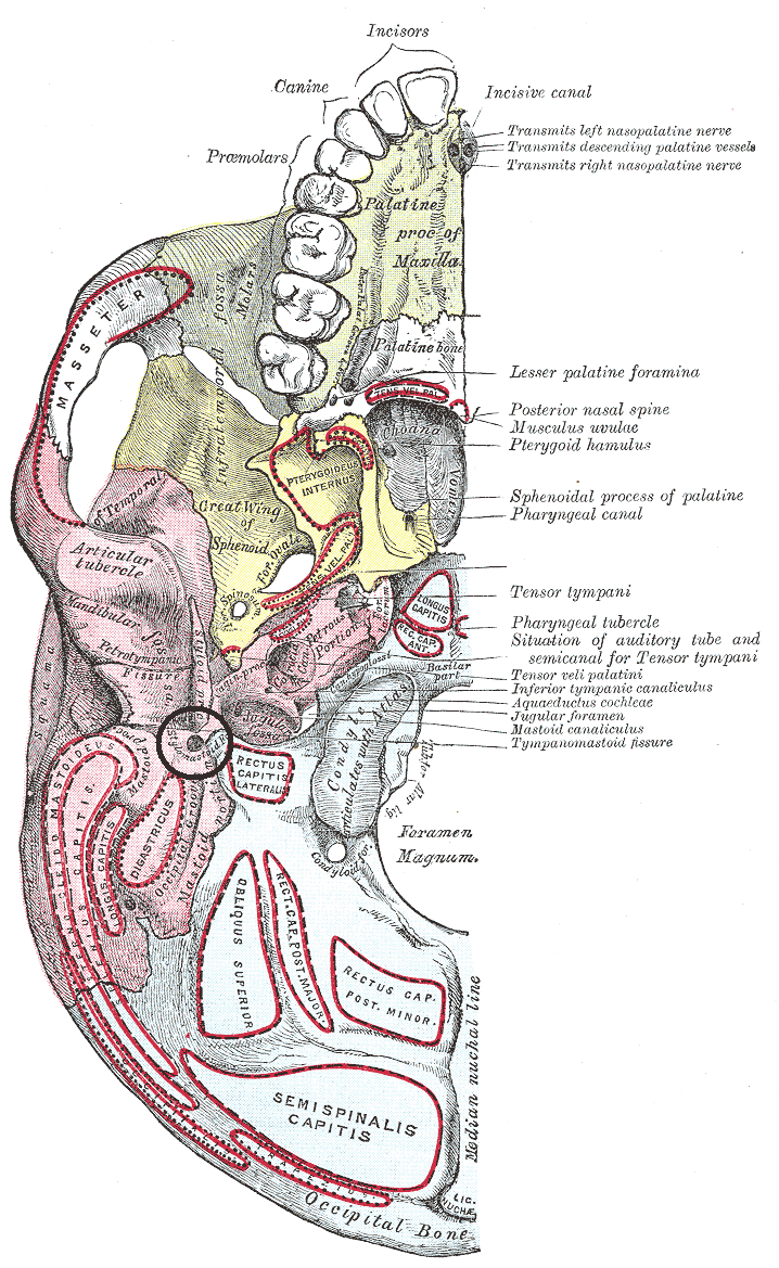 stylomastoid foramen facial nerve