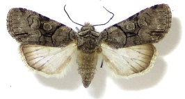 <i>Sympistis forbesi</i> Species of moth