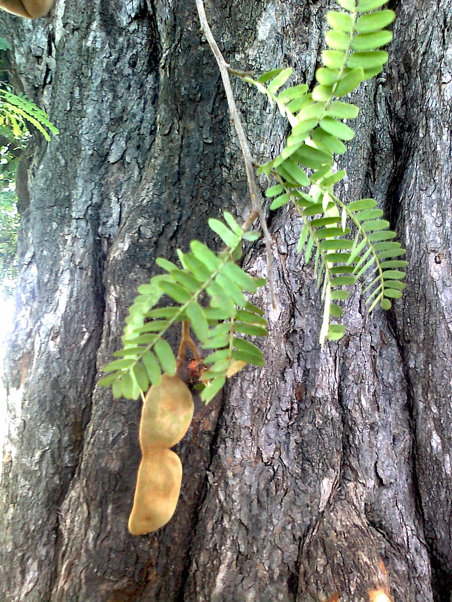 File Tamarindus Indica Tree Trunk Leaves Fruit Jpg Wikimedia Commons