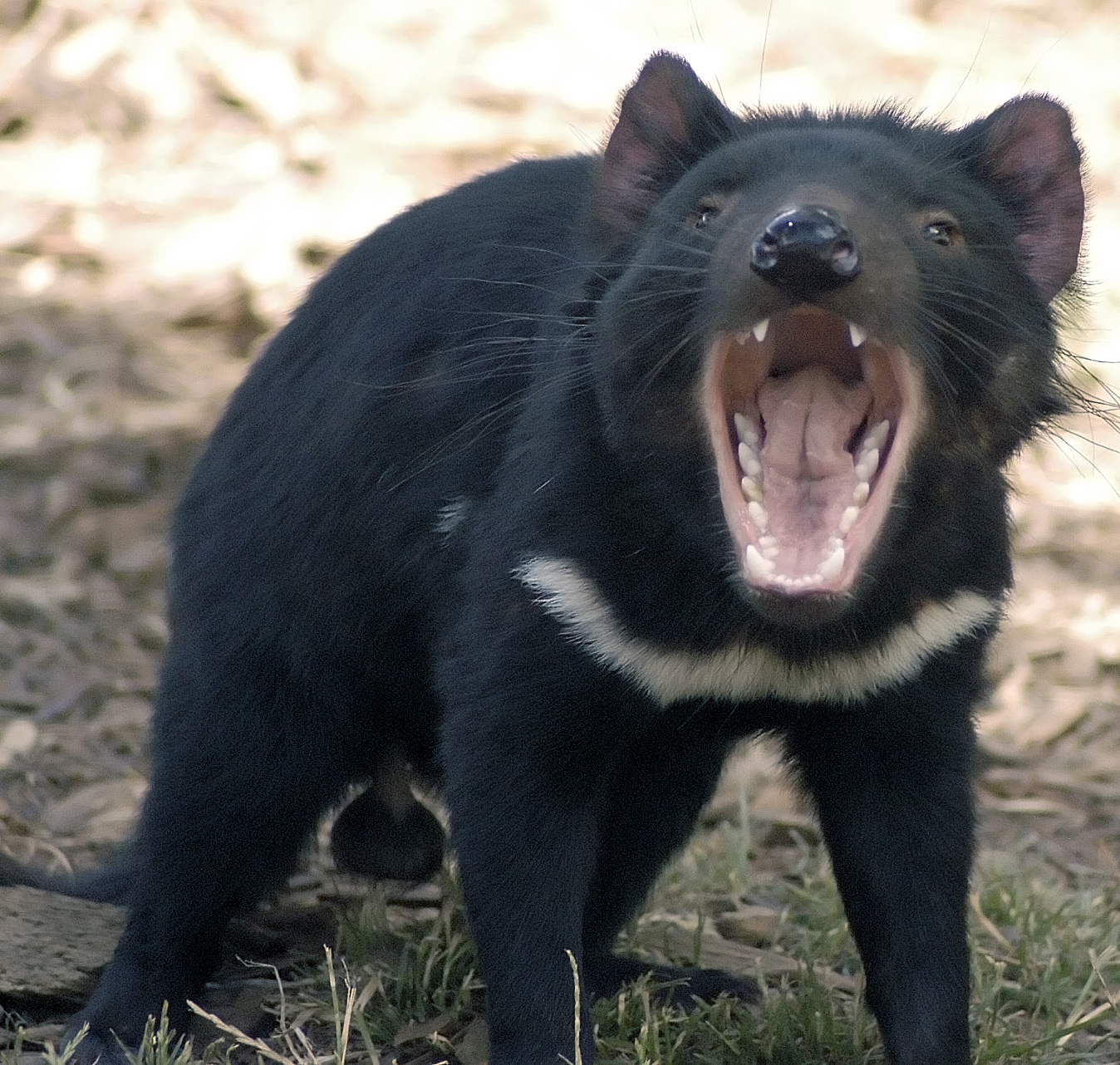Postcard Australien Tasmanian Devil Beutelteufel und Eukalyptus 