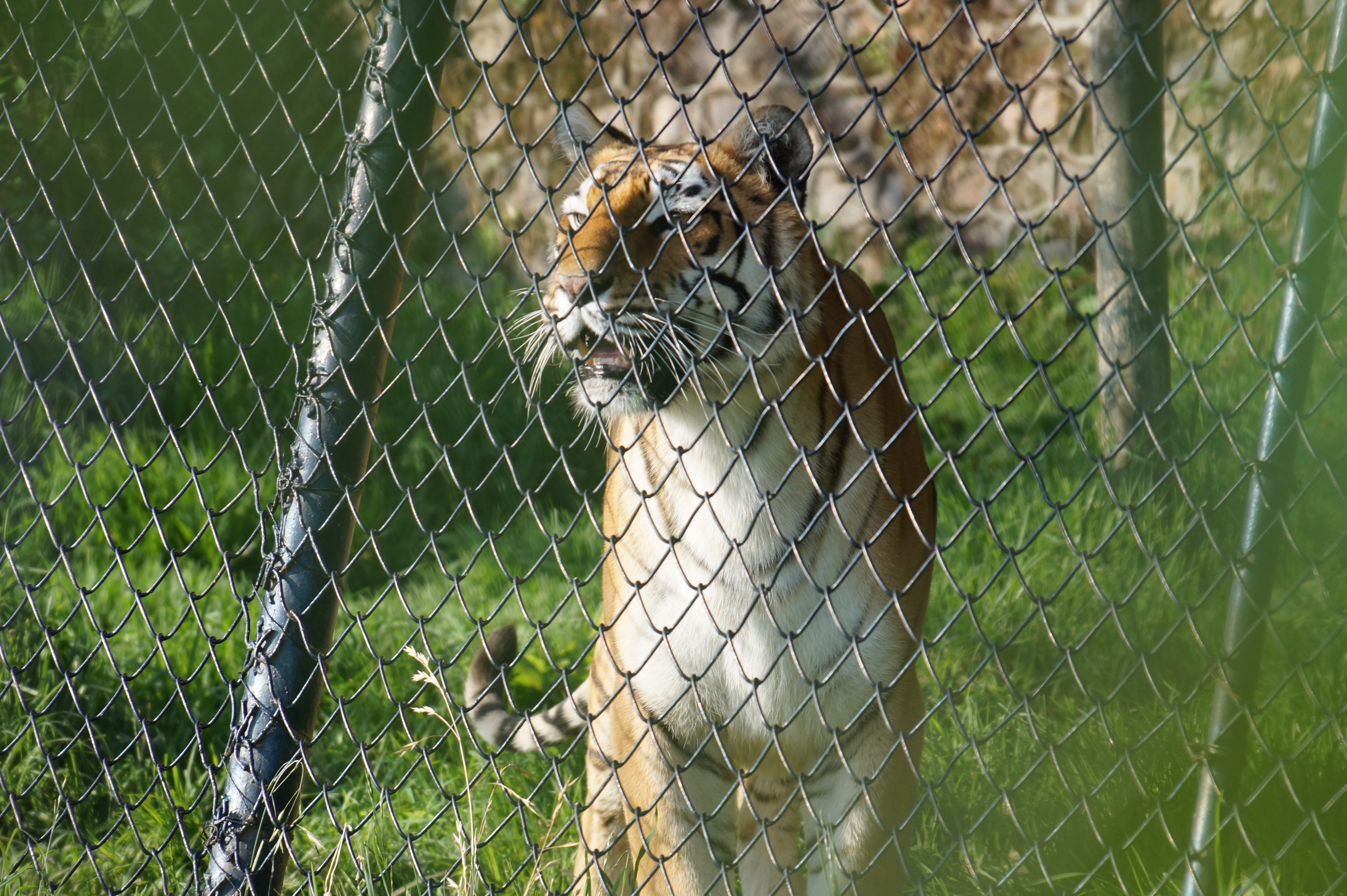 The Giant Tiger