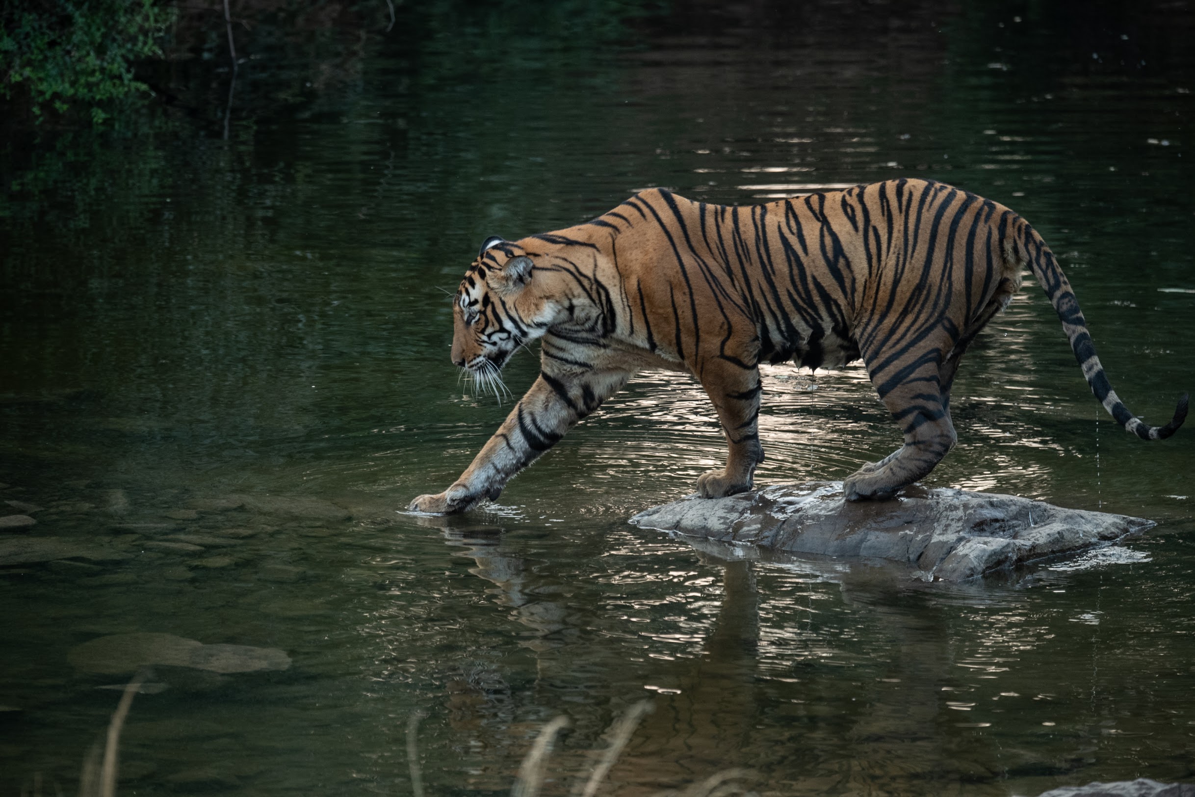 tiger walking in water