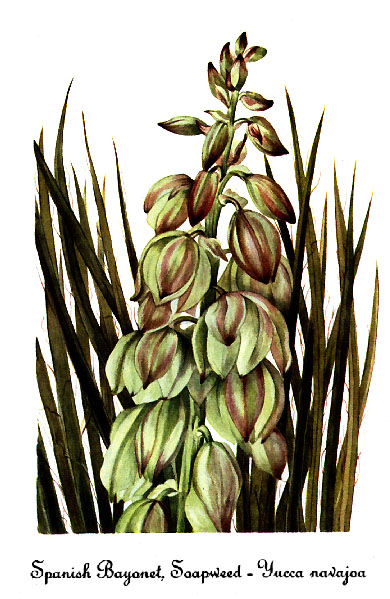 File:Yucca baileyi var navajoa, by Mary Vaux Walcott.jpg