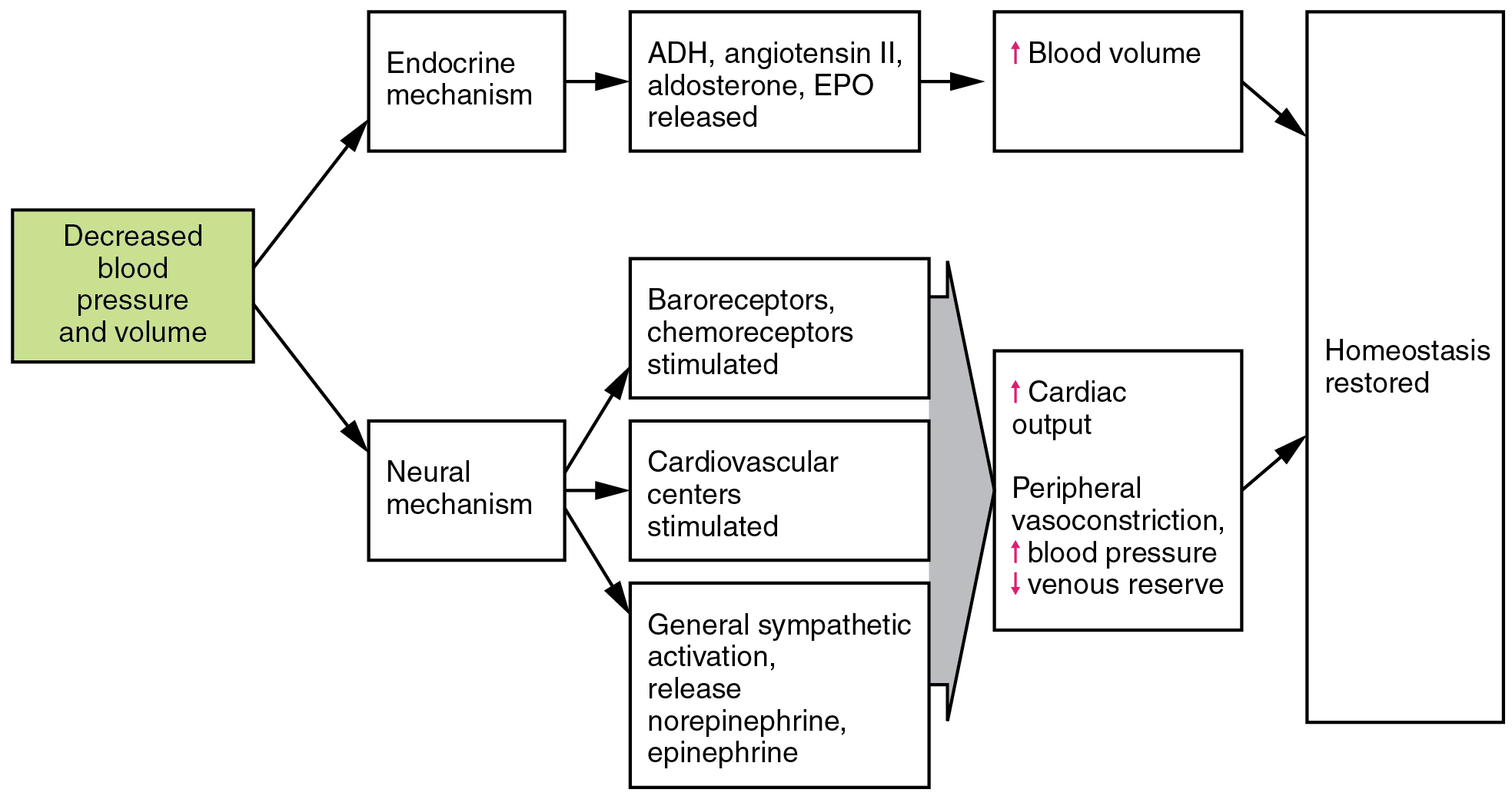 Blood Volume Chart