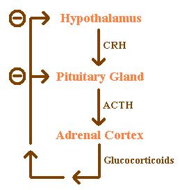 File:ACTH Negative Feedback.jpg