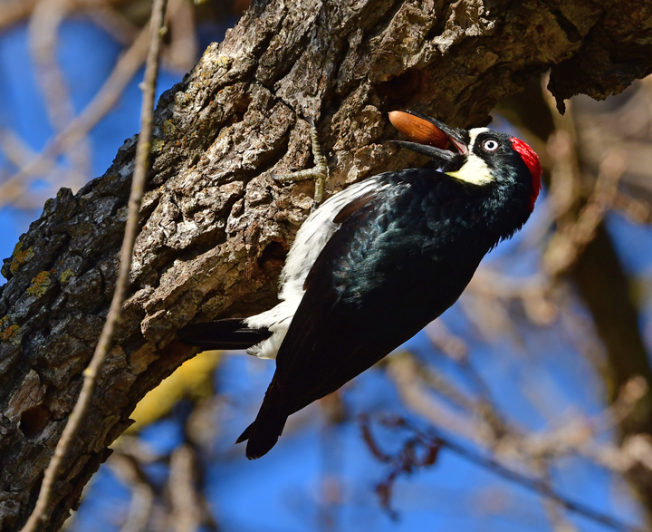 File:Acorn Woodpecker imported from iNaturalist photo 114896966 on 8 November 2023.jpg