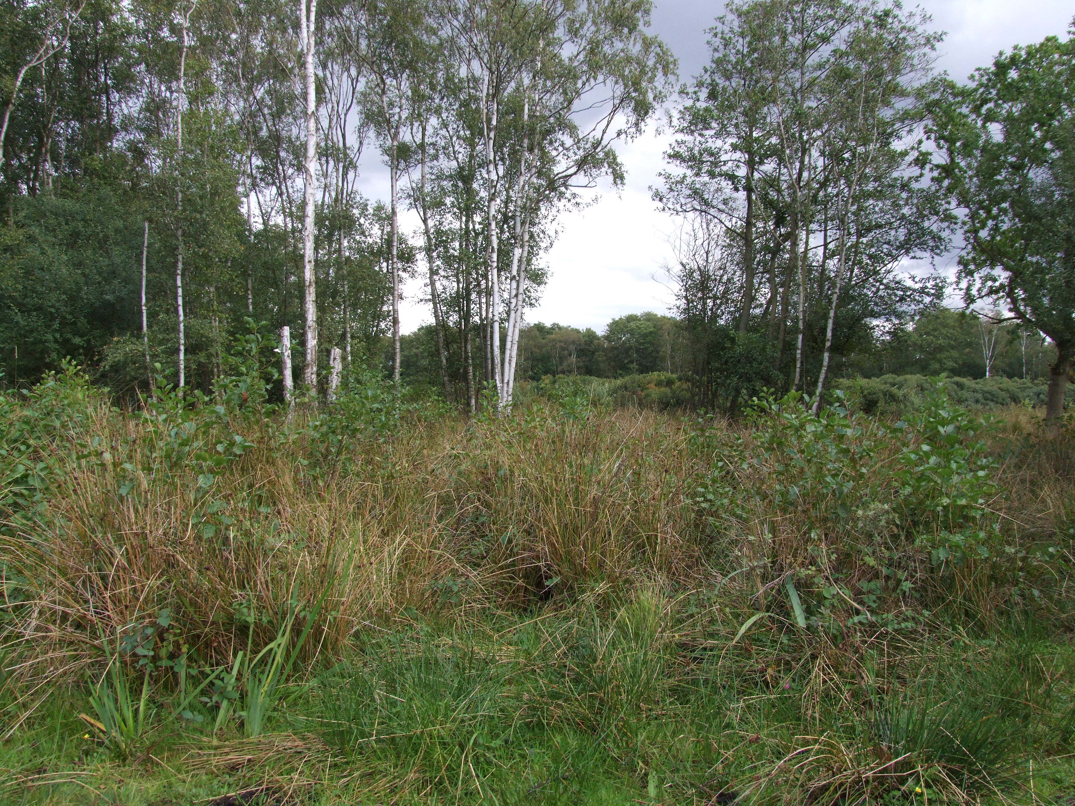 Askham Bog