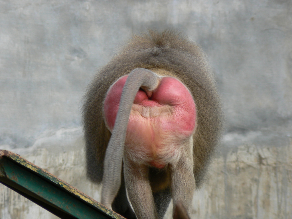 baboons sexual swelling