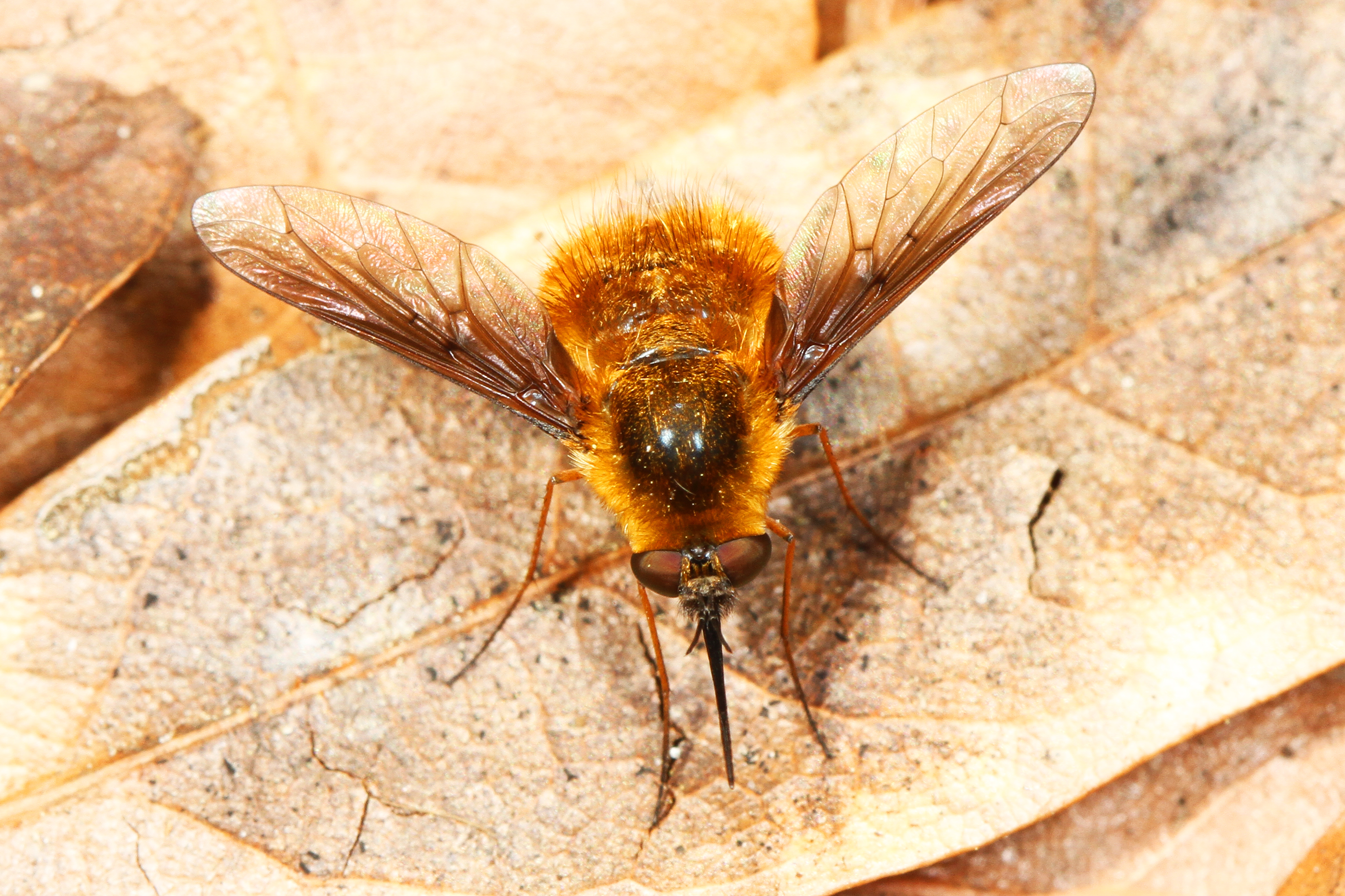 Bee fly. Bombylius canescens. Пчелиная Муха. Виды пчел. Bombylius Ambustus.