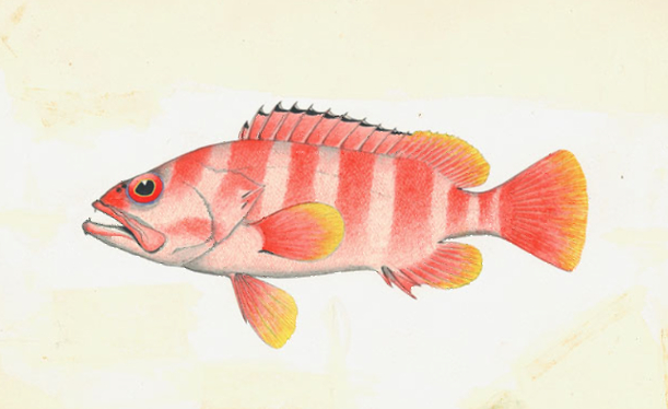 File:Black Tipped Rock Cod, colour. Epinephelus fasciatus (Forskal). Marshall's "Tropical Fishes of the Great Barrier Reef" (1966) colour plate 13 No 170.jpg