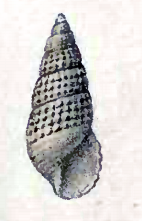 <i>Boonea impressa</i> species of mollusc