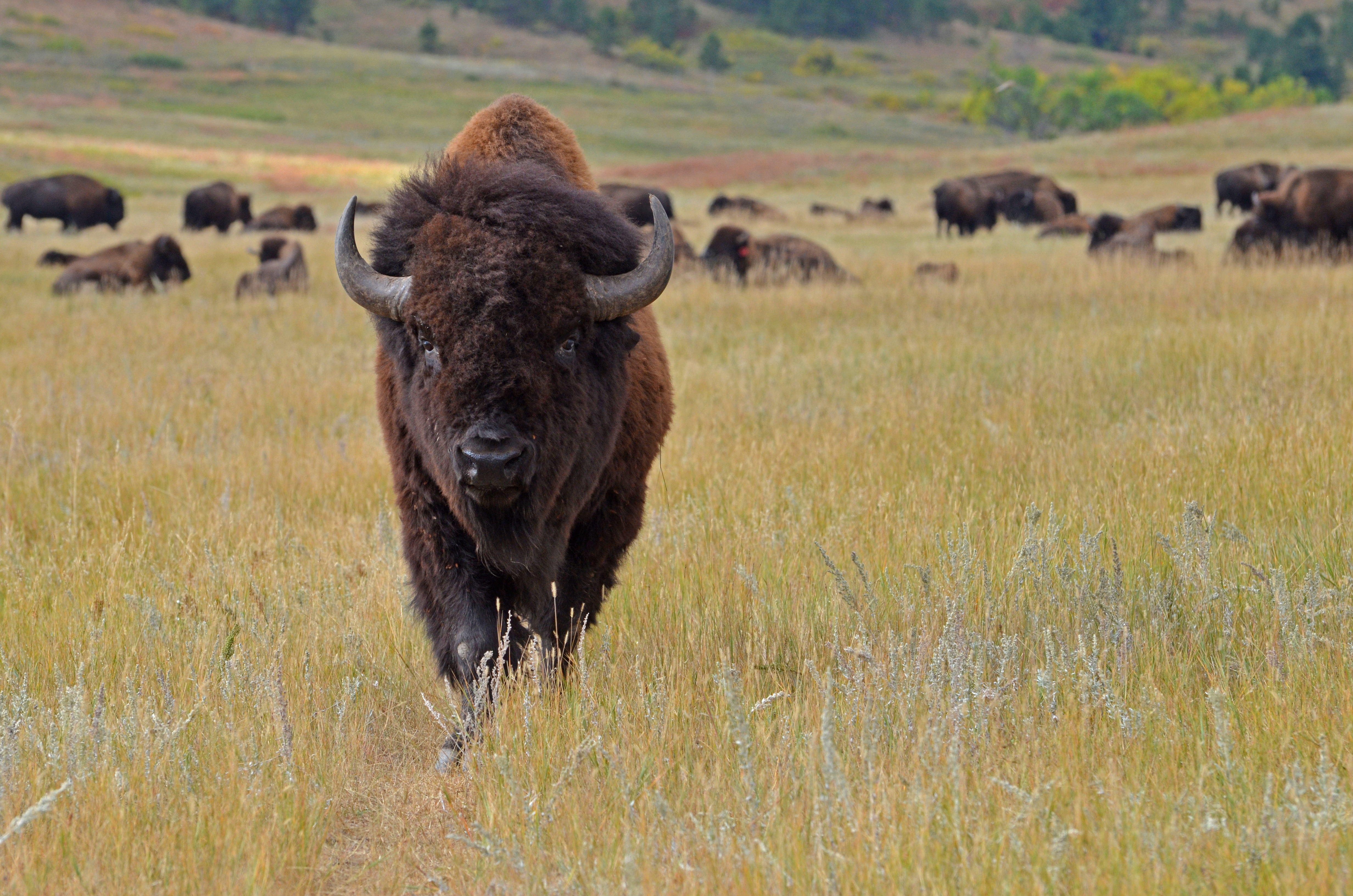 Local wildlife. Custer State Park. Buffalo Park. Common Buffalo Habitat. Животные на территории Южной Дакоты фото.