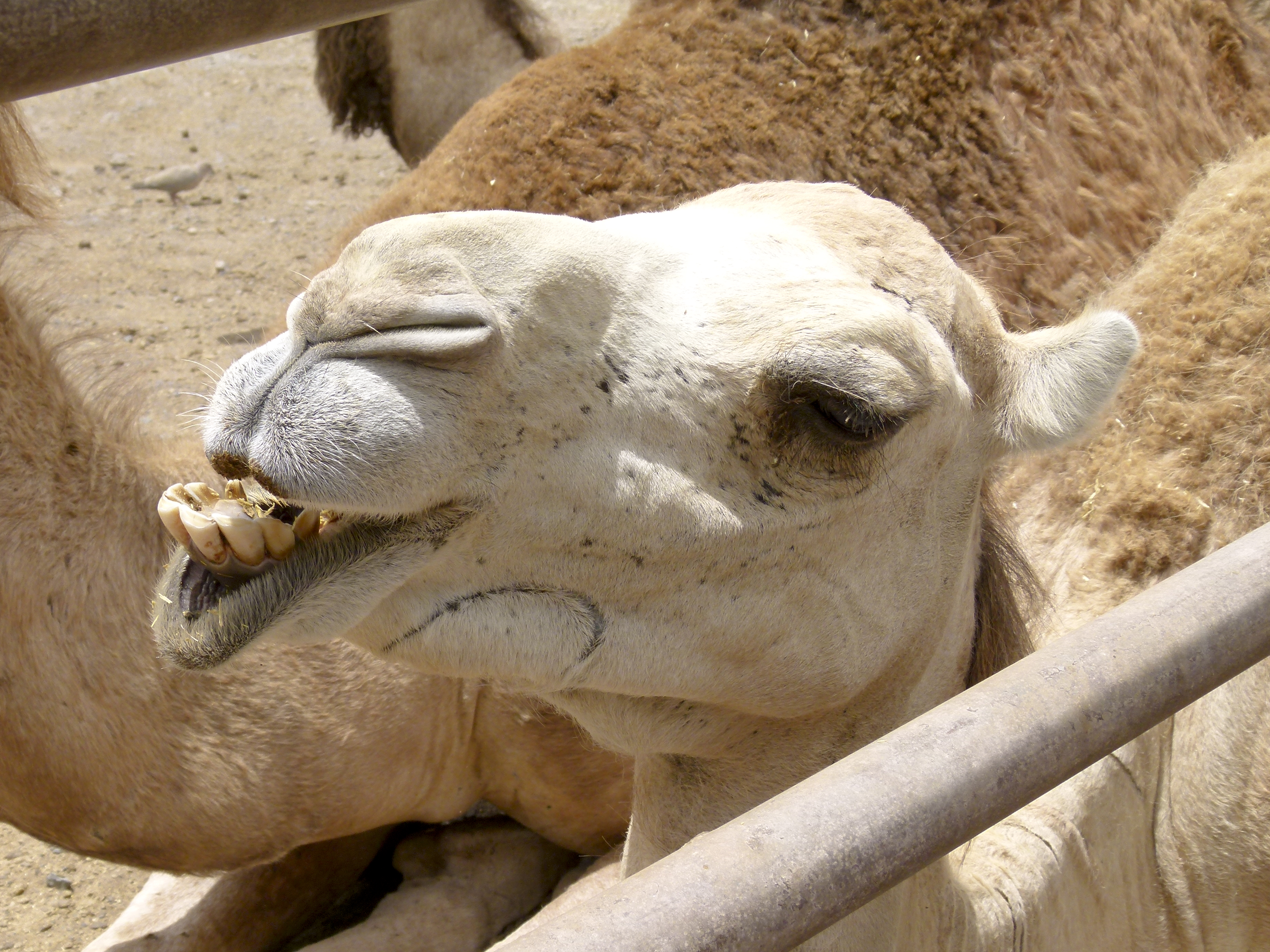 Tập tin:Camelus dromedarius - dromedary head - Dromedarkopf - dromadaire  hure - Oasis Park - Fuerteventura - 07.jpg – Wikipedia tiếng Việt