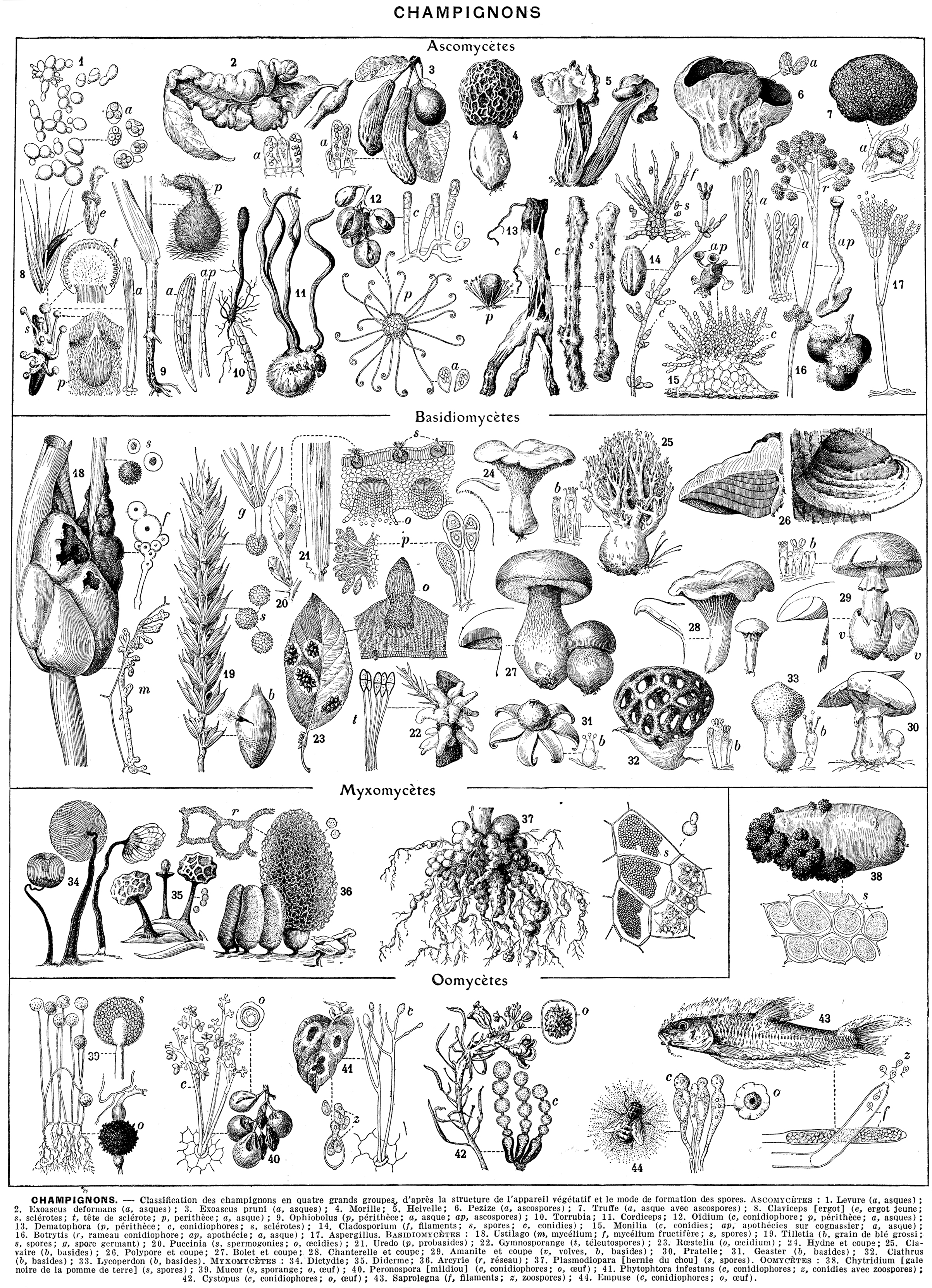 champignon ancien français champegnuel du latin populaire *campaniolus qui  vit dans les champs - LAROUSSE