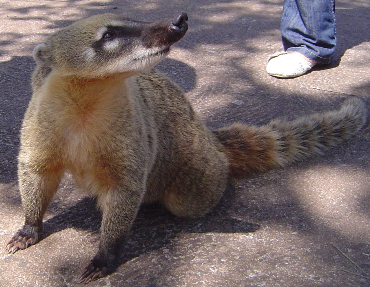 Animal nacional argentina