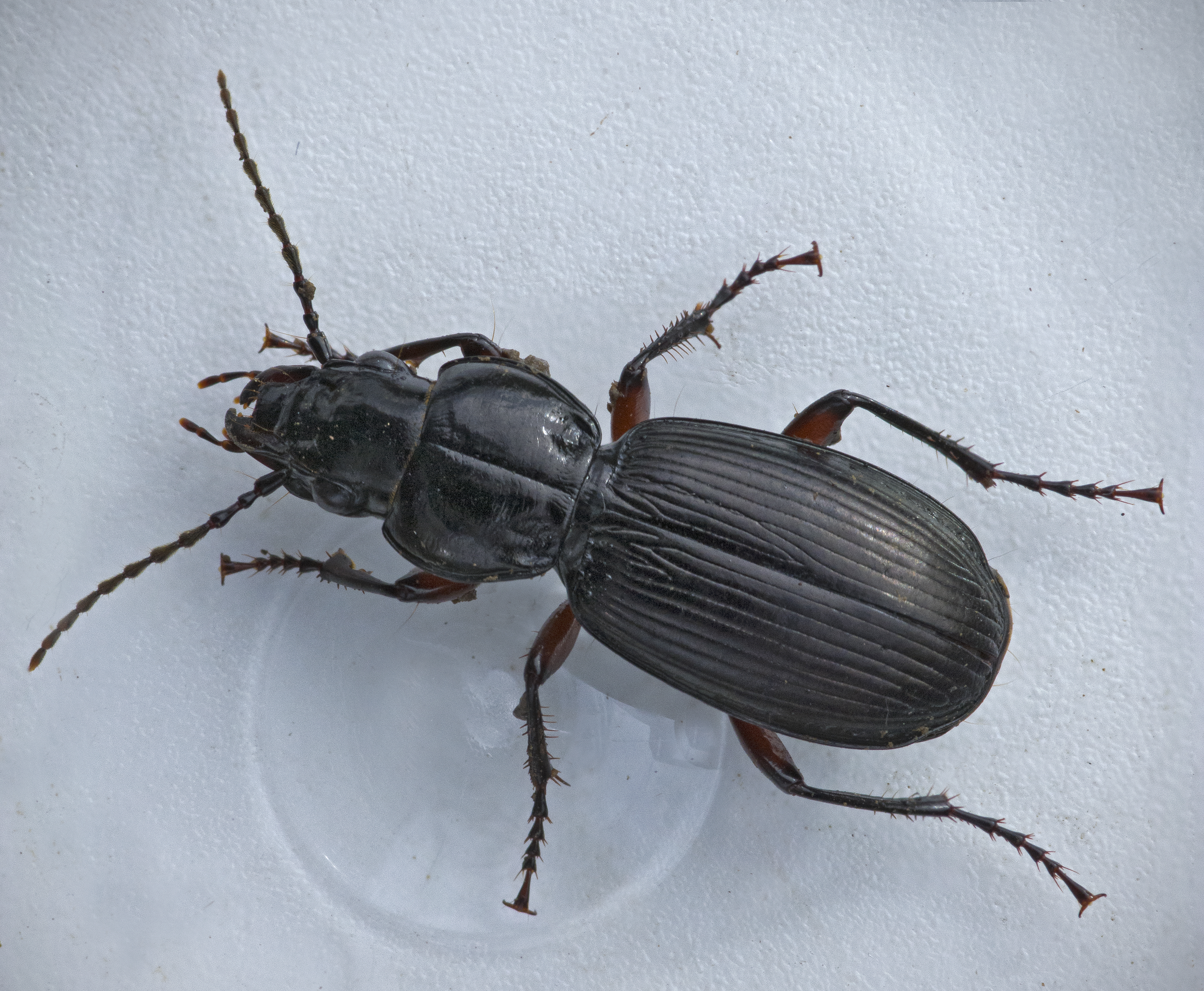 common black ground beetle