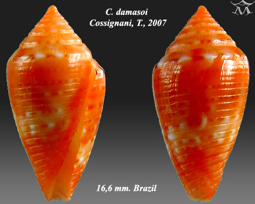 File:Conus damasoi 1.jpg