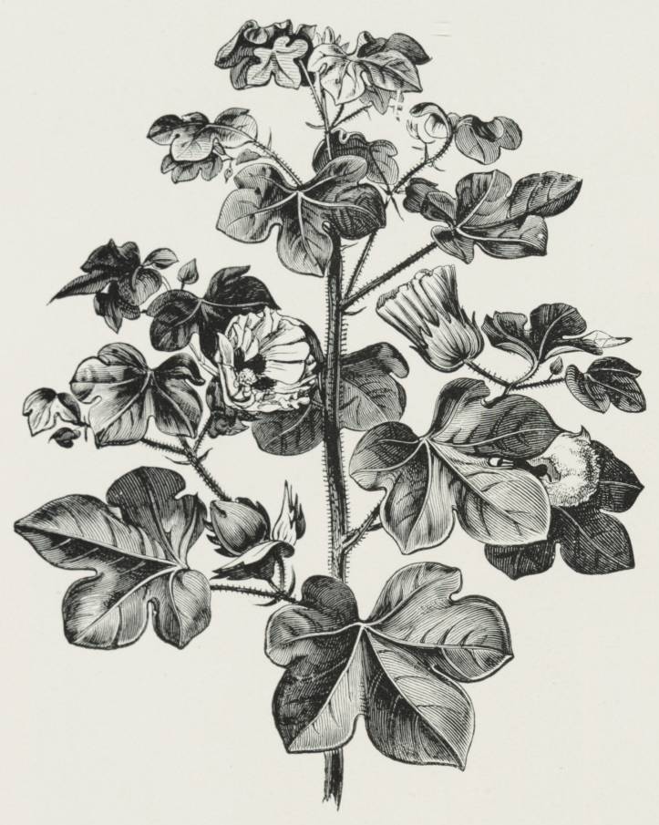 Vector set of hand draw ink cotton plant.... - Stock Illustration  [67967410] - PIXTA