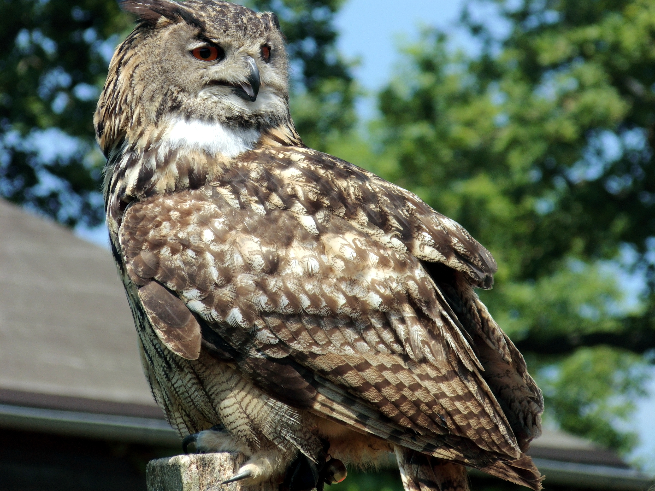 Bubo bubo - Wikipedia