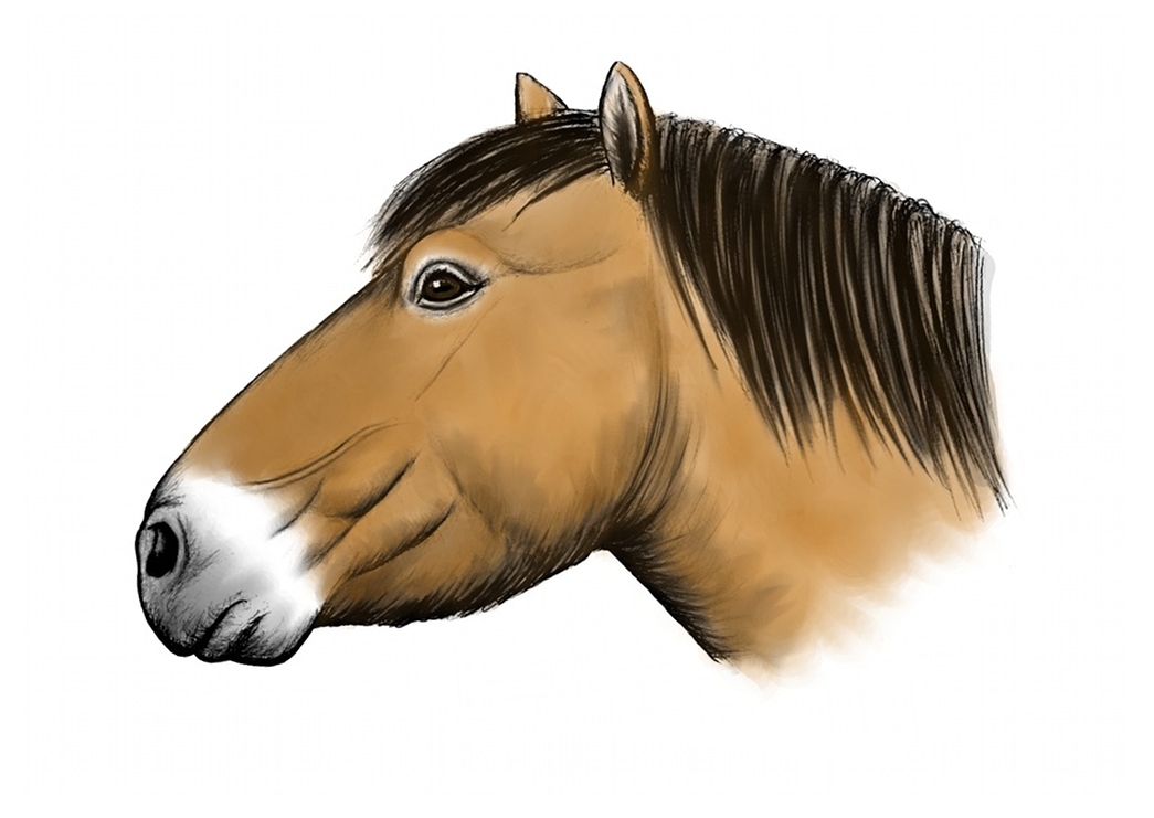 equus horse