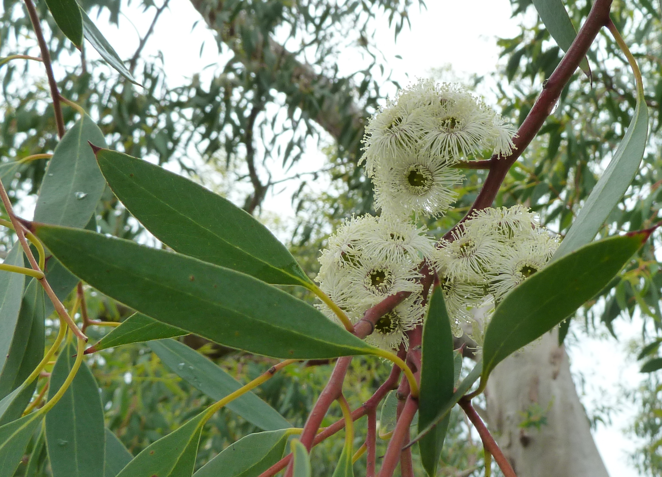 Datei Eucalyptus Coccifera Flowers Wendy Cutler 001 Jpg Wikipedia