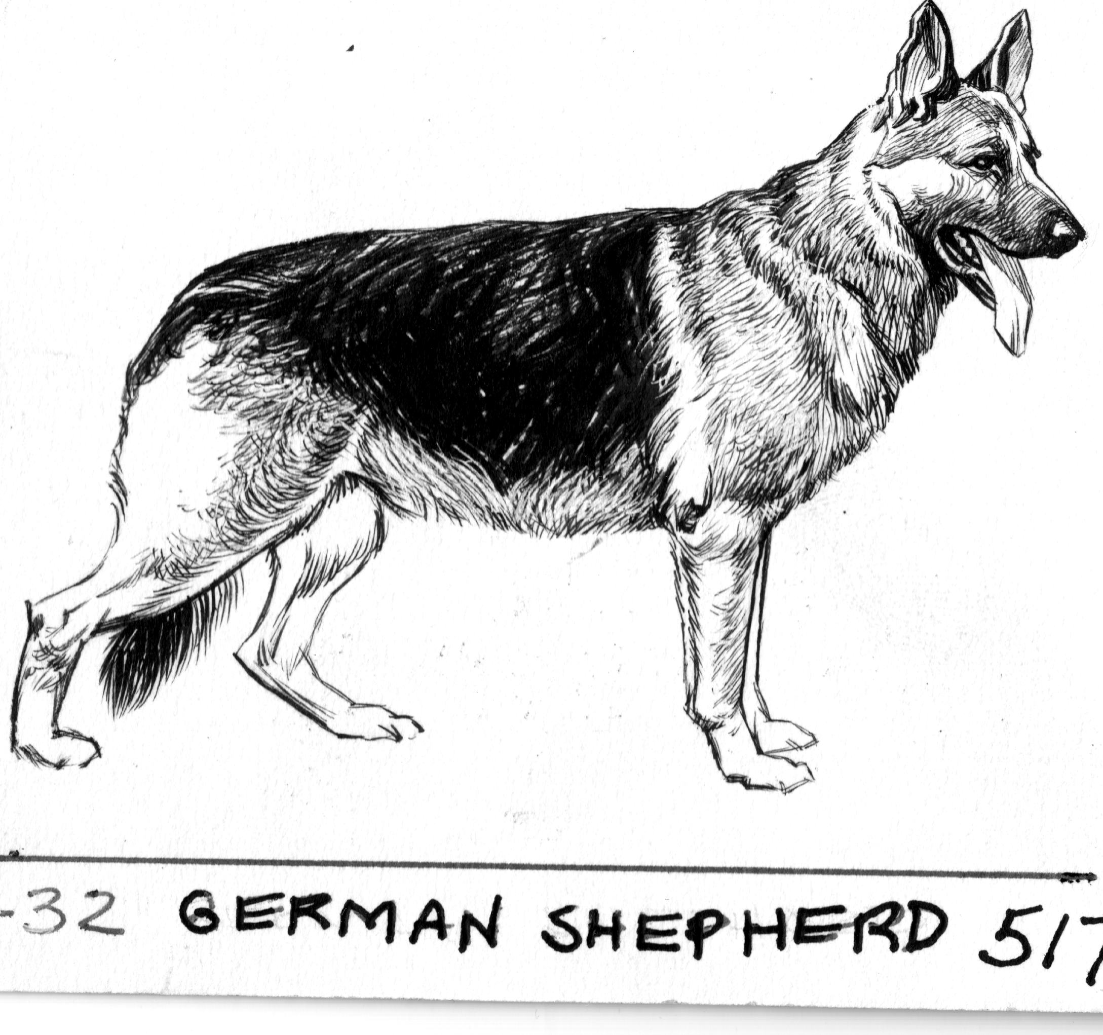 Немецкая овчарка Шеферд
