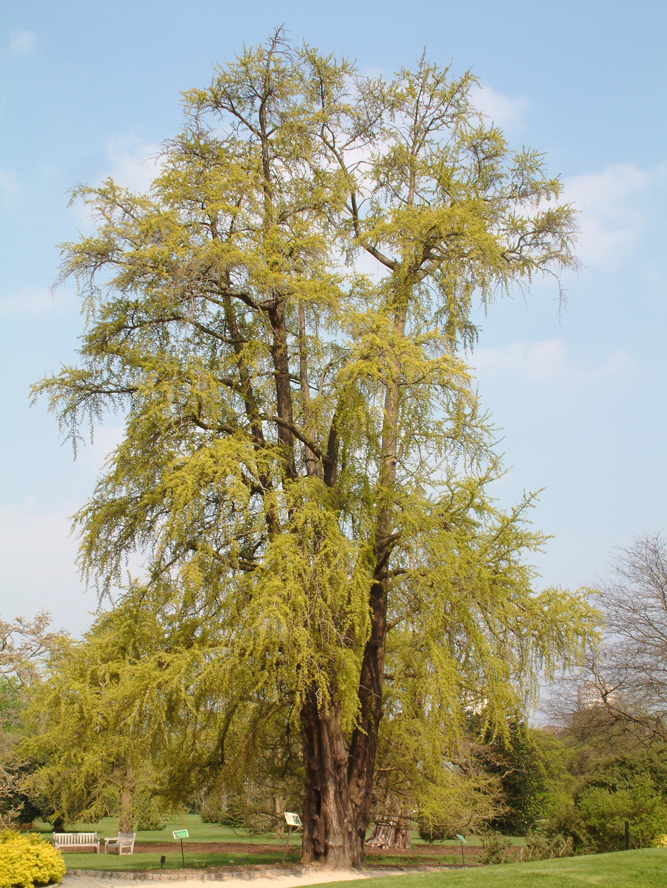 Ginkgo biloba (2944480042).jpg