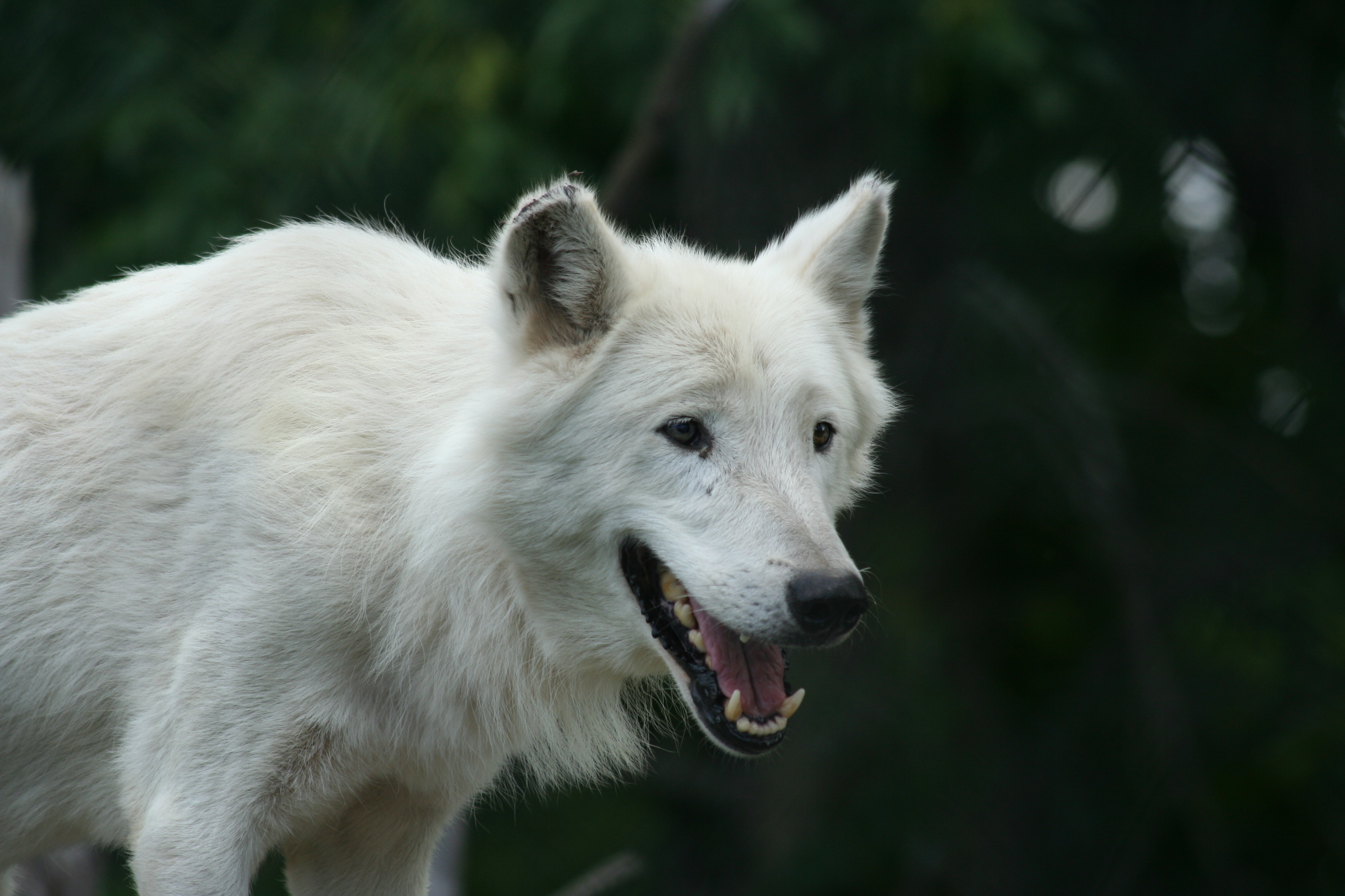 Happy wolf фото